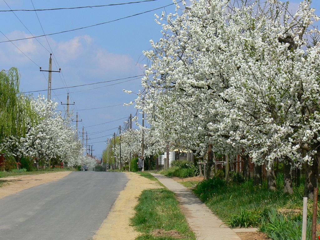 Élő Tisza Vendégház Nagykoru Exterior foto